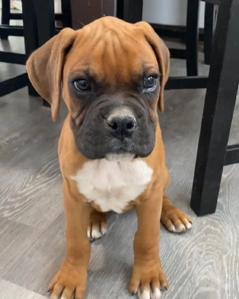 Cuccioli di Boxer di 3 mesi!!