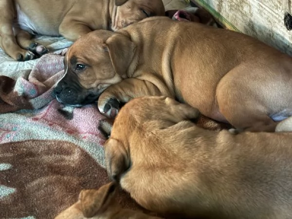 Cuccioli di amstaff | Foto 1