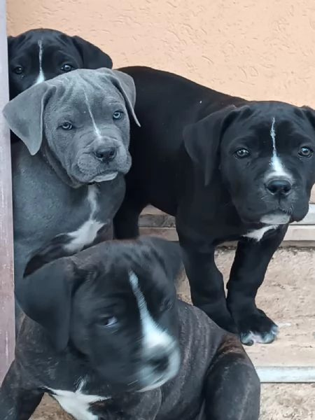 Cuccioli di cane corso 