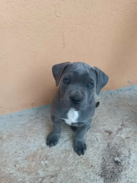 Cuccioli di cane corso  | Foto 1