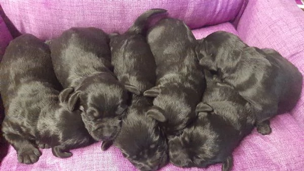 Cuccioli di Schnauzer medio nero | Foto 2