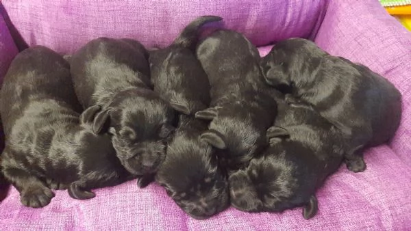 Cuccioli di Schnauzer medio nero | Foto 1