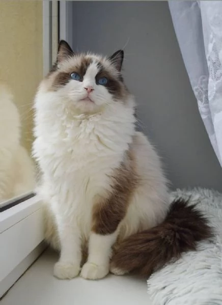 REGALO Gatto dolce e be a Ragdoll Stiamo dando questi nostri cuccioli sani maschi e femmine in un a