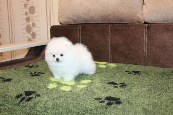 Affettuoso cucciolo di Pomerania in adozione | Foto 2