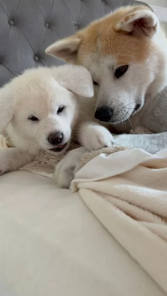 Cuccioli di Akita Inu 