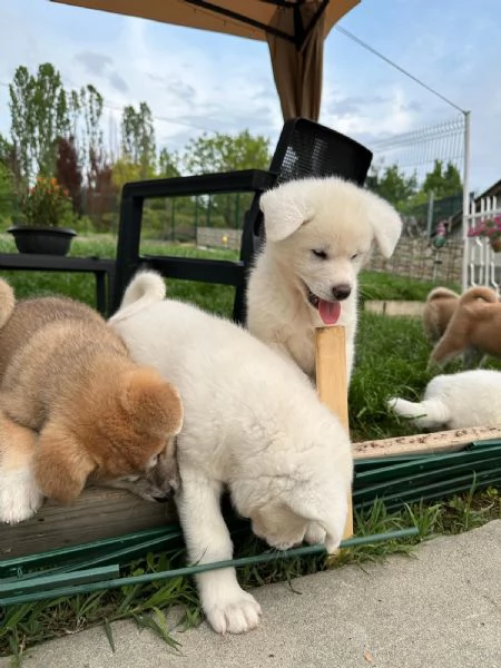 Cuccioli di Akita Inu  | Foto 0