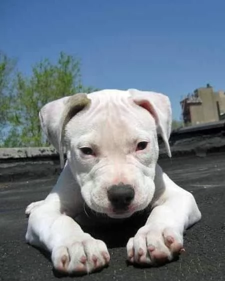 Splendidi cuccioli di Dogo Argentino!!