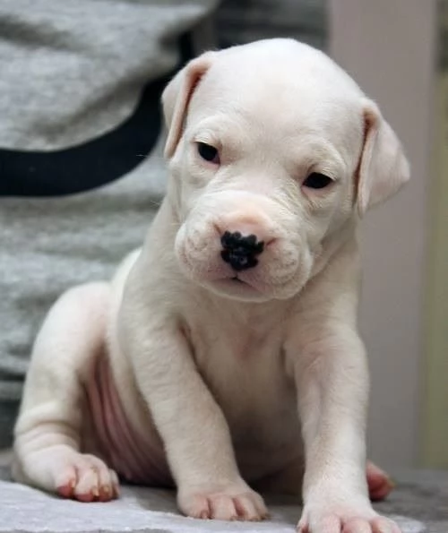 Splendidi cuccioli di Dogo Argentino!! | Foto 0