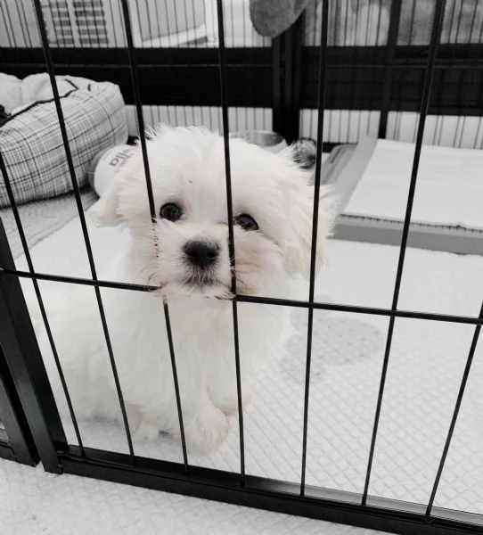 Due Cuccioli Maltese con Pedigree | Foto 5