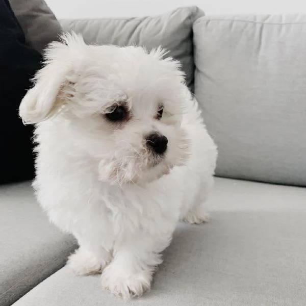 Due Cuccioli Maltese con Pedigree | Foto 1