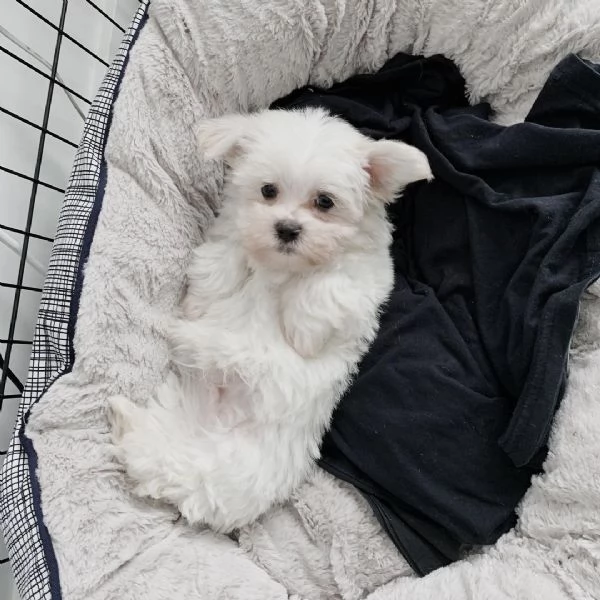 Due Cuccioli Maltese con Pedigree | Foto 0