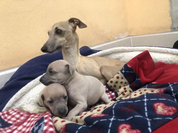 Cuccioli di piccolo levriero italiano  | Foto 1