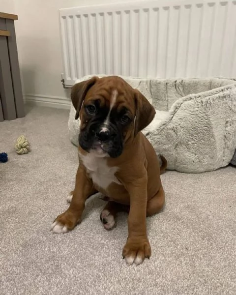 Cuccioli di Boxer di 3 mesi!!