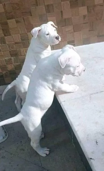 Cuccioli DOGO ARGENTINO