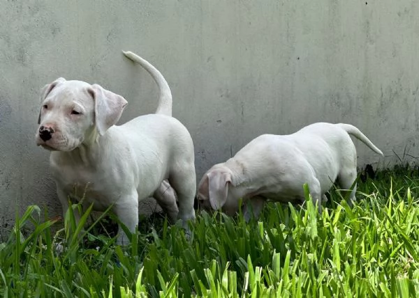 Cuccioli di Dogo Argentino!!