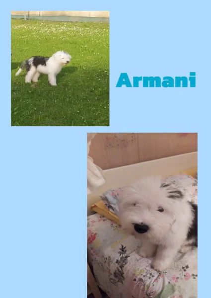 vendo cuccioli di Bobtail | Foto 4