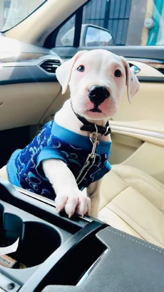 Cuccioli DOGO ARGENTINO