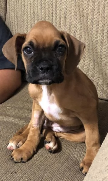 Boxer cuccioli maschi e femmine