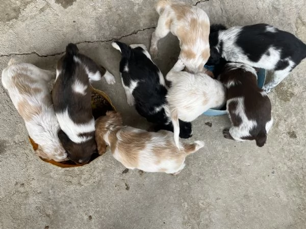 Cuccioli Épagneul breton | Foto 0