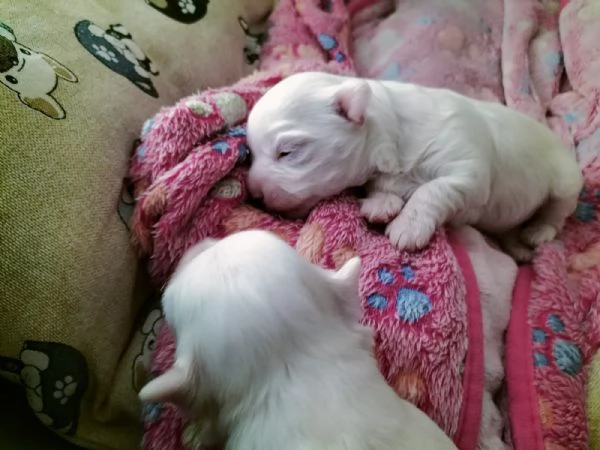 vendo cuccioli di maltese