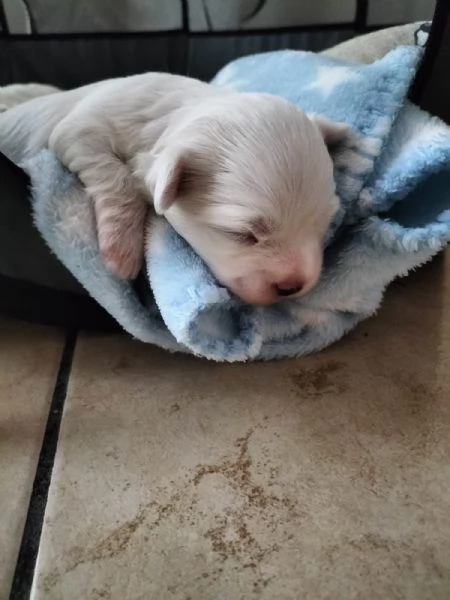 vendo cuccioli di maltese | Foto 3