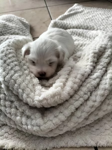 vendo cuccioli di maltese | Foto 1