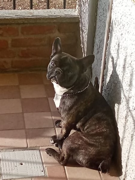 Regalo bouledogue francese 2 anni