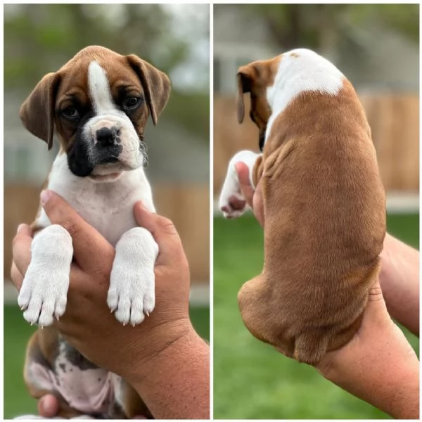 Bellissimi cuccioli di boxer!!