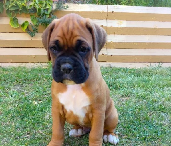 Cuccioli di Boxer di 3 mesi!! | Foto 0