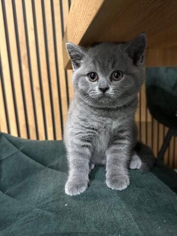 British Shorthair aspetta casa | Foto 0