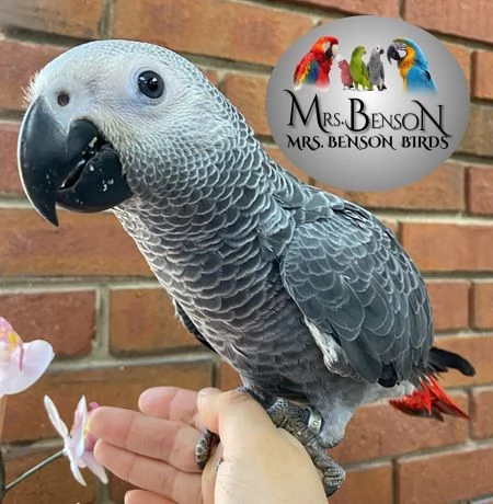 Razza: Congo African Grey L'età è di 6 mesi. il Pappagallo 