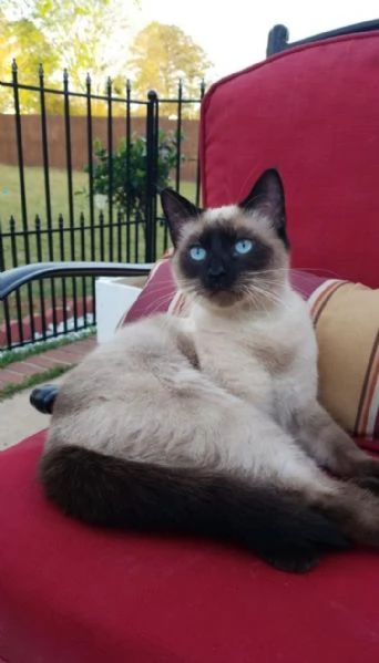 REGALO Gatto dolce e bella Siamese Stiamo dando questi nostri cuccioli sani maschi e femmine in un a