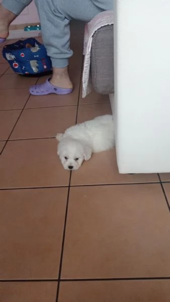 Vendo cucciolo  | Foto 0