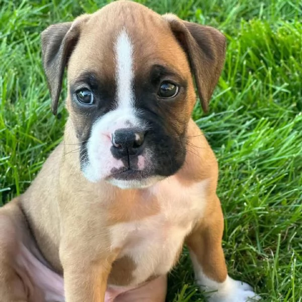 Cuccioli di boxer | Foto 0