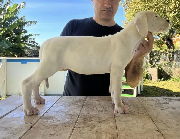 Cuccioli dogo argentino | Foto 0