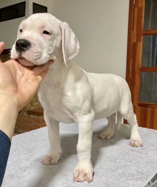 Disponibili cuccioli di dogo Argentino | Foto 0