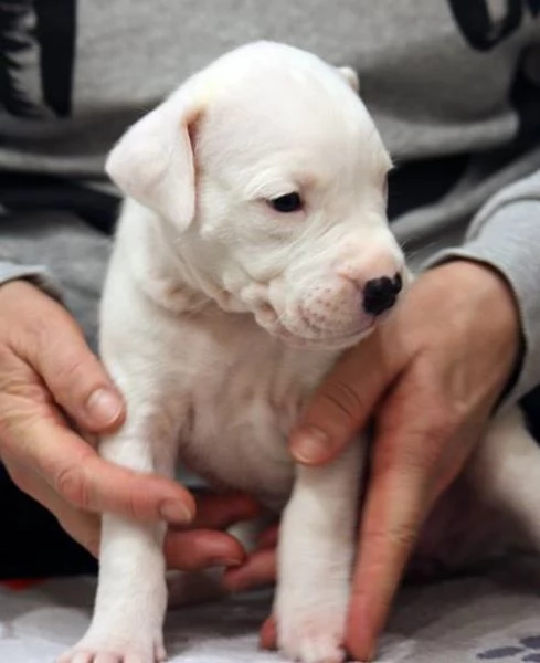 Cuccioli di Dogo Argentino!! | Foto 0