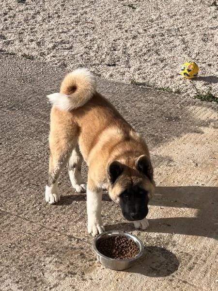 Vendo cane