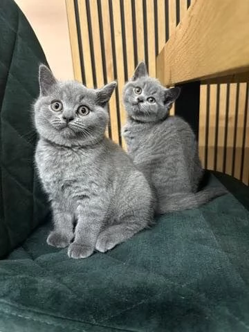 Due British shorthair