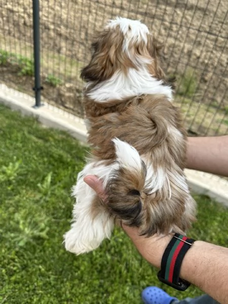 splendido cucciolo shih tzu con pedigree | Foto 0