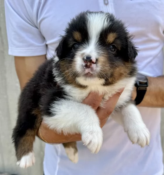 Vendo Australian Shepherd  | Foto 5