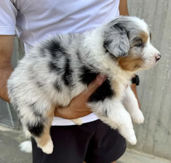 Vendo Australian Shepherd  | Foto 4