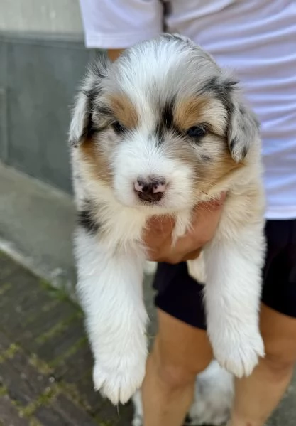 Vendo Australian Shepherd  | Foto 1