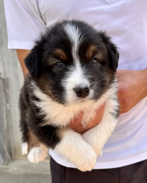 Vendo Australian Shepherd  | Foto 0