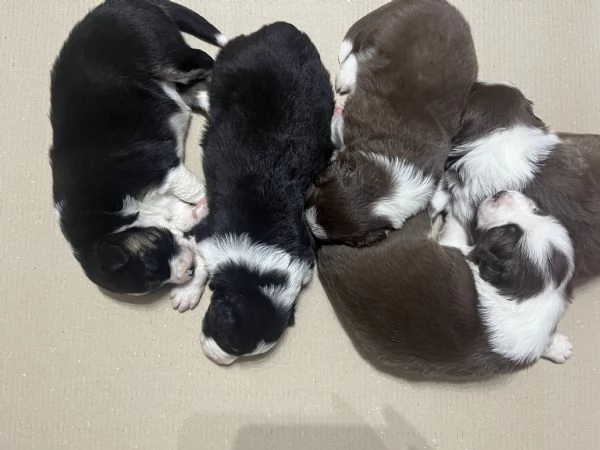 Prossima cucciolata di Border Collie | Foto 6