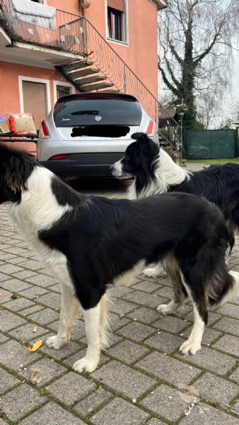 Prossima cucciolata di Border Collie | Foto 4