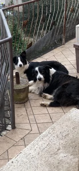 Prossima cucciolata di Border Collie | Foto 3