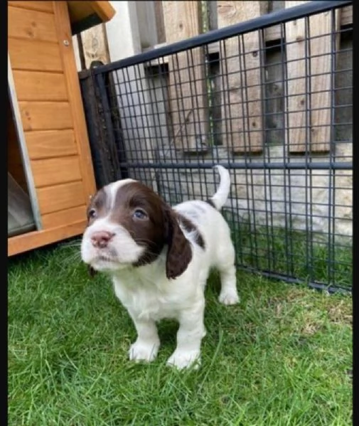 Regalo BELLISSIMI CUCCIOLI DI Springer Spaniel