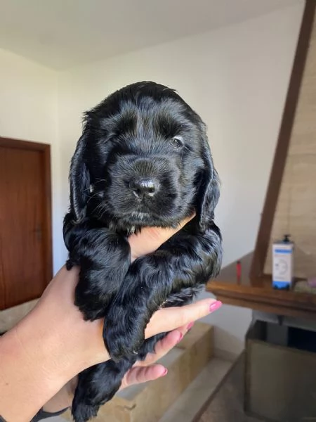 Vendesi cocker spaniel nero MASCHIO | Foto 0