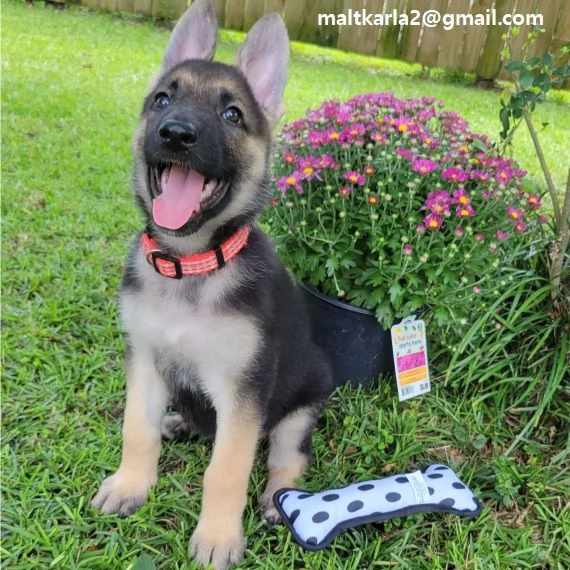  Pastore Tedesco cuccioli ultimo maschio e femmina Ultimo cucciolo di Pastore Tedesco cuccioli 3 mes